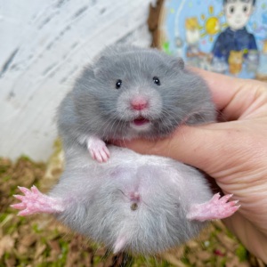 国外引进稀有品种长毛蓝毛熊真正家养仓鼠金丝熊性格温顺好上手