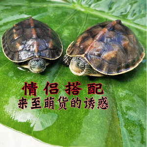 中华花龟小乌龟活物珍珠龟六线草龟活体花龟苗宠物水龟长寿观赏龟