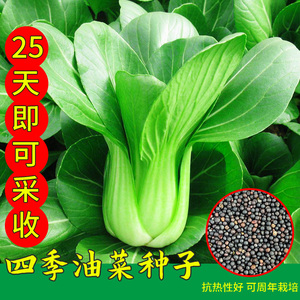 上海青四季油菜籽种耐热小油菜种子春季阳台盆栽青菜蔬菜种孑大全