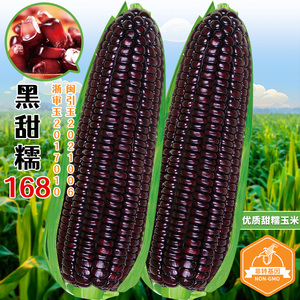 黑甜糯168玉米种子春四季玉米种籽高产水果玉米种籽玉米种籽大全