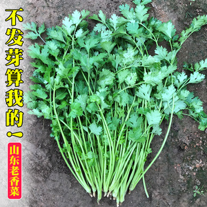 四季香菜籽种农家小叶香菜种子盆栽蔬菜种籽春季阳台芫荽菜种籽孑