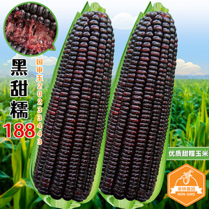 黑甜糯玉米种子188高产紫玉米大全春秋四季农家大田水果苞米种籽