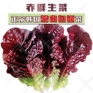 韩国进口生菜种子韩国包肉生菜种籽赤裙绿裙紫裙生菜红叶生菜种孑