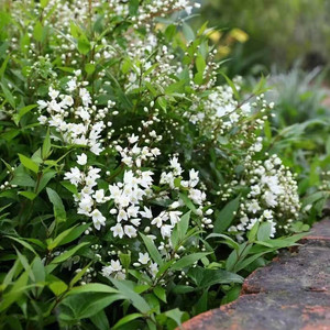 冰生溲疏盆栽雪球花雪樱花多年生庭院阳台耐热耐寒灌木可地栽包邮