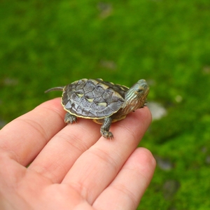 外塘花龟苗活体绿线草龟苗小乌龟活体台湾珍珠龟小花龟幼龟宠物龟