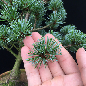 五针松盆景小苗正宗短针素材苗大板松迎客松造型绿植庭院老桩绿植