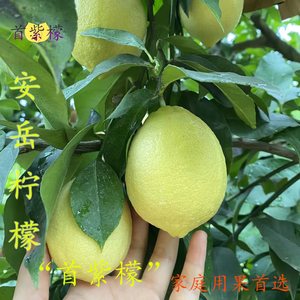 四川安岳黄柠檬新鲜现摘现发一级大果精选水果多汁非无籽青柠包邮