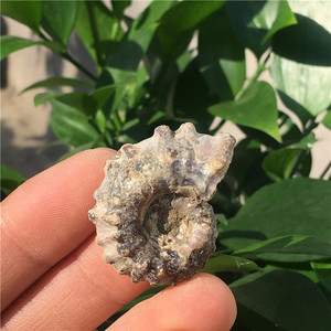 天然羊角螺化石