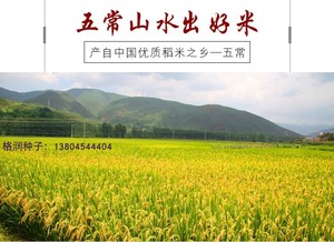 香7七早香五常水稻大米种子稻花香二号升级东北黑龙江满百包邮