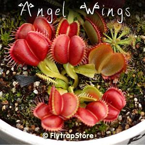食虫植物-天使之翼捕蝇草(年终小苗)包邮