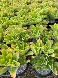 柠檬卷老桩多肉云南精品多肉大颗基地直发稀有老桩植物楼顶露养