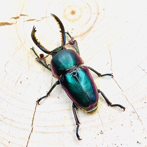 印尼金锹母虫独角兽宠物甲虫幼虫成虫彩色锹形虫活体昆虫印金锹甲