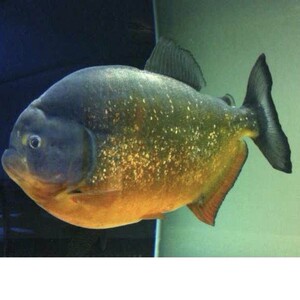 胭脂秘鲁黑食钻黑普黑钻黑黄钻辛古水虎武士黑斑南美加拉辛虎皮鱼