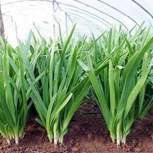 小细宽细叶红根韭菜籽四季播种子阳台大全种子盆栽蔬菜种孑老品种