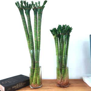 【富贵竹开运室内】富贵竹开运室内品牌,价格 - 阿里巴巴