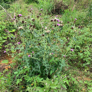 刺儿菜大蓟根贵州野生新鲜根鸡刺根鸡足刺猪姆刺马蓟野红花鸡项草