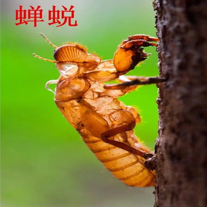 宝辉日用百货企业店淘宝实木地板皮蠹杀虫剂皮虫药粉蠹虫药蛀虫药