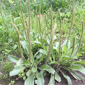 金钱草车前草茶