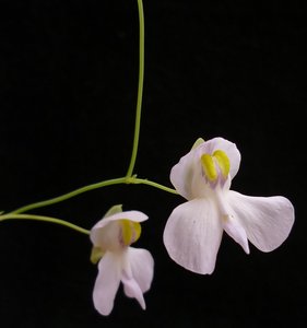 小肾叶x荷叶狸藻 食虫植物 吃虫狸藻 迷你喜水盆栽 花期长 吃虫草