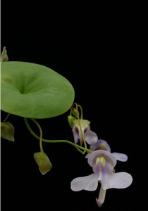 荷叶狸藻 食虫植物 食虫狸藻 迷你喜水盆栽 花期长 可爱吃虫绿植
