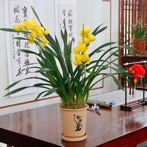 (带3支花箭)金黄大花黄金美人浓香大型兰花