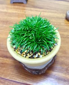 日本黄金极姬菖蒲