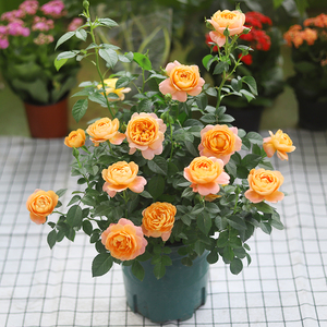 果汁阳台月季盆栽大苗玫瑰花苗带花易活四季开花庭院老桩花卉植物