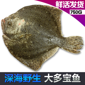 鲜活多宝鱼新鲜海鲜水产冷冻多包鱼比目鱼鲽鱼左口鱼扁口鱼八宝鱼