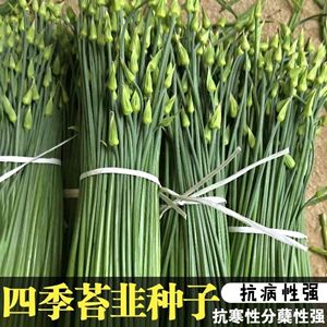 韭菜苔种子 抽苔韭菜 中华韭苔种子韭苔籽韭菜苔葱苔种子蒜苔种子