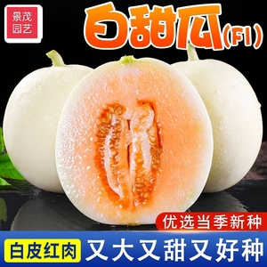 白沙蜜甜瓜种子 薄皮超甜 香瓜种子春季四季脆瓜早熟高产羊角蜜瓜