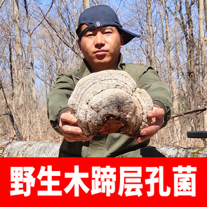 东北野生木蹄层孔菌长白山整只马蹄子菌野生灵芝真菌切块500g包邮