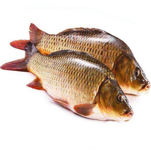 东北松花江鲤鱼野生新鲜鱼大活鲤鱼速冻 新鲜活鱼三文鱼鲱鱼罐头