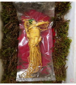 东北长白山保鲜参鲜人参 特大半斤250克新鲜现挖袋装泡酒煲汤滋补