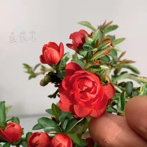 日本姬小町长寿梅 蔷薇木瓜科 花卉长寿梅海棠红色小叶