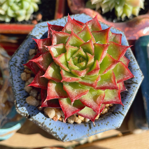 韩国正版精品杂交小海螺多肉植物室外景天小盆栽新品贵货稀有品种