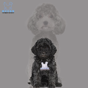 灰色泰迪犬香槟色灰泰迪幼犬黑色巨型泰迪狗纯贵宾犬纯种小泰迪狗
