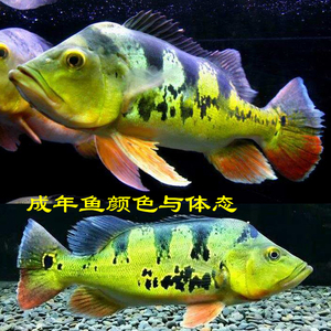 金老虎鱼皇冠三间鱼龙鱼混养配鱼活体大型肉食热带观赏鱼鱼苗包邮