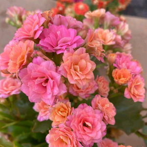 粉色长寿花重瓣粉巴黎悉尼粉璎珞大鹏靓丽朱丽叶果冻魔法粉妆玫红