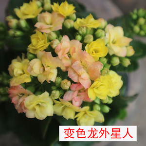 进口重瓣变色长寿花变色龙稀有外星人et新品盆栽
