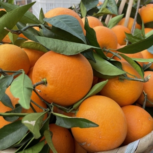 巫山纽荷尔10斤