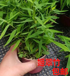 姬翠竹竹子