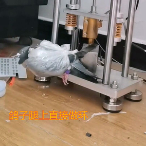 套环器鸽子套环器