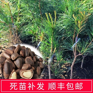 东北红松树苗东北松子树苗果松塔树苗常绿红松树活体圃直供五针松