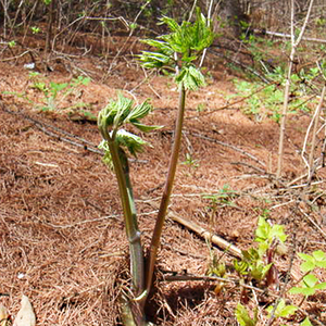 东北升麻苗山野菜苗中草药苗苦窿芽种根苦力芽种苗苦嫩芽苦老芽苗
