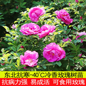耐寒植物冷香玫瑰花苗可食用玫瑰花庭院盆栽易成活绿化蔷薇刺玫