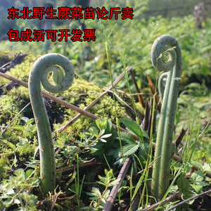 东北野生蕨菜苗蕨菜根绿杆蕨菜多年生包成活山野菜苗蕨类可食用