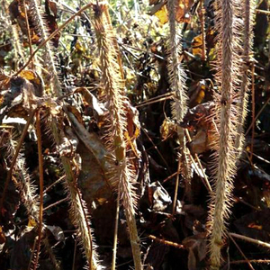 东北长梗刺五加苗五加皮苗药用钢毛刺果棒树苗山野菜五加中草药苗