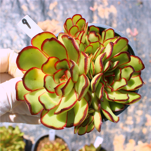 墨西哥红边灵隐群生一物一拍 多肉植物 精品办公桌阳台绿植 灵影