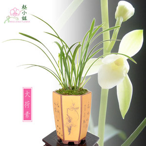 大荷素建兰四季兰兰花苗室内办公桌吸甲醛绿植防辐射盆栽植物花卉