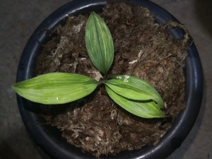 云南兰花兔儿兰兔耳兰办公桌阳台草本花卉喜阴绿植夏季易开花